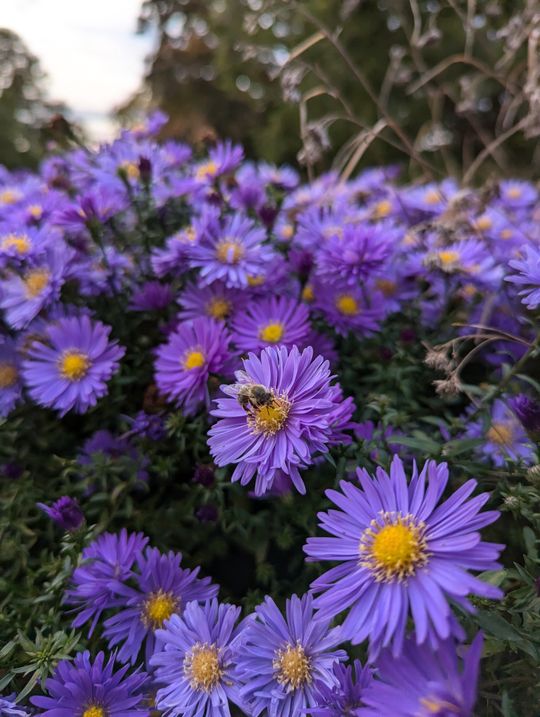 Flowers in Planten un Blomen, Hamburg