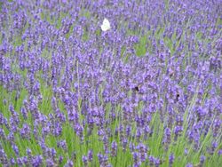 A butterfly flying above a field of lavendar.