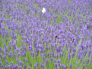 A butterfly flying above a field of lavendar.