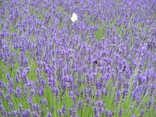 A butterfly flying above a field of lavendar.