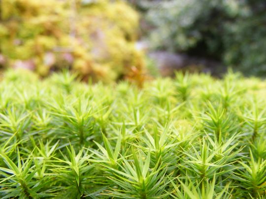 Moss on a log.