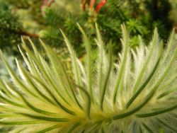 A fluffy plant at the Eden Project. I love how the light scatters around the plant, like subsurface scattering.