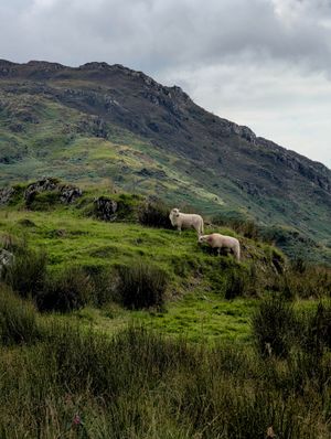 The local population of Wales. I like the verticality of this picture.
