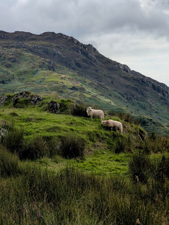 The local population of Wales.