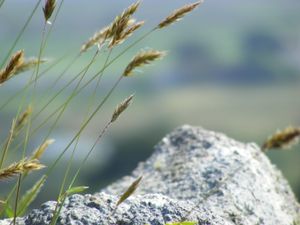 Wheat growing next to granite.