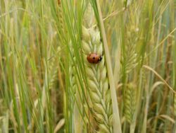 A ladybird on wheat at the Eden Project.