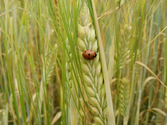 A ladybird on wheat at the Eden Project.