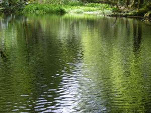 Water in a forest