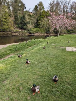 Ducks. I like the composition with the river and the tree in the background.