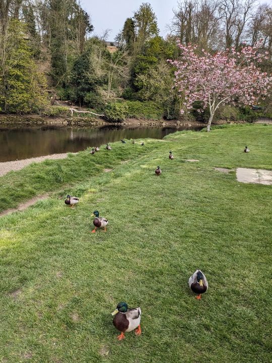 Ducks. I like the composition with the river and the tree in the background.
