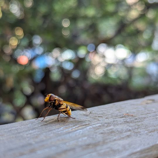 Wasp.