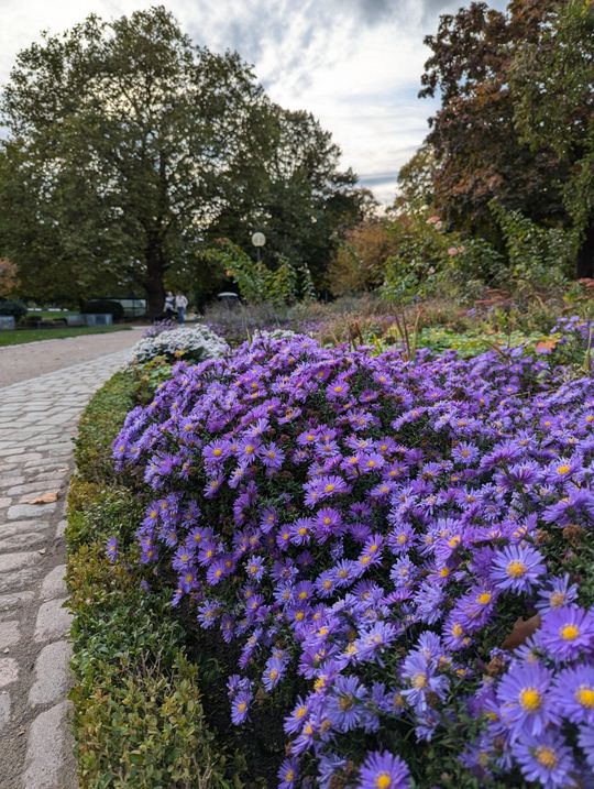 Flowers in Planten un Blomen, Hamburg