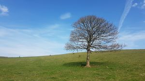 A tree in the Cheddar hills. Looks like a Windows XP wallpaper.