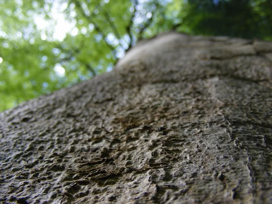 Close up of tree bark