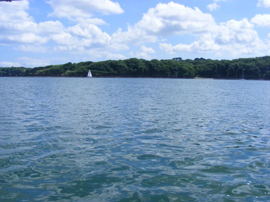 A small sail boat on a river, with forest behind.