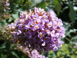 A purple flower.