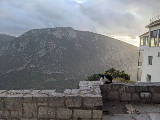 The Oracle of Delphi? A very friendly cat I pet whilst I waited for the coach back.