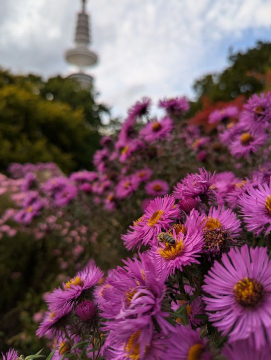 Flowers in Planten un Blomen, Hamburg, with the Heinrich Hertz Tower behind.
