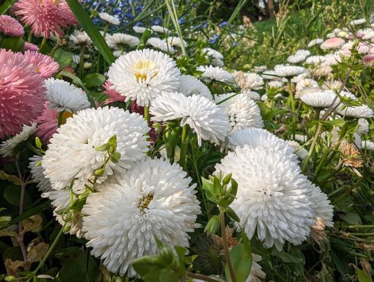 White flowers