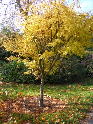 A tree